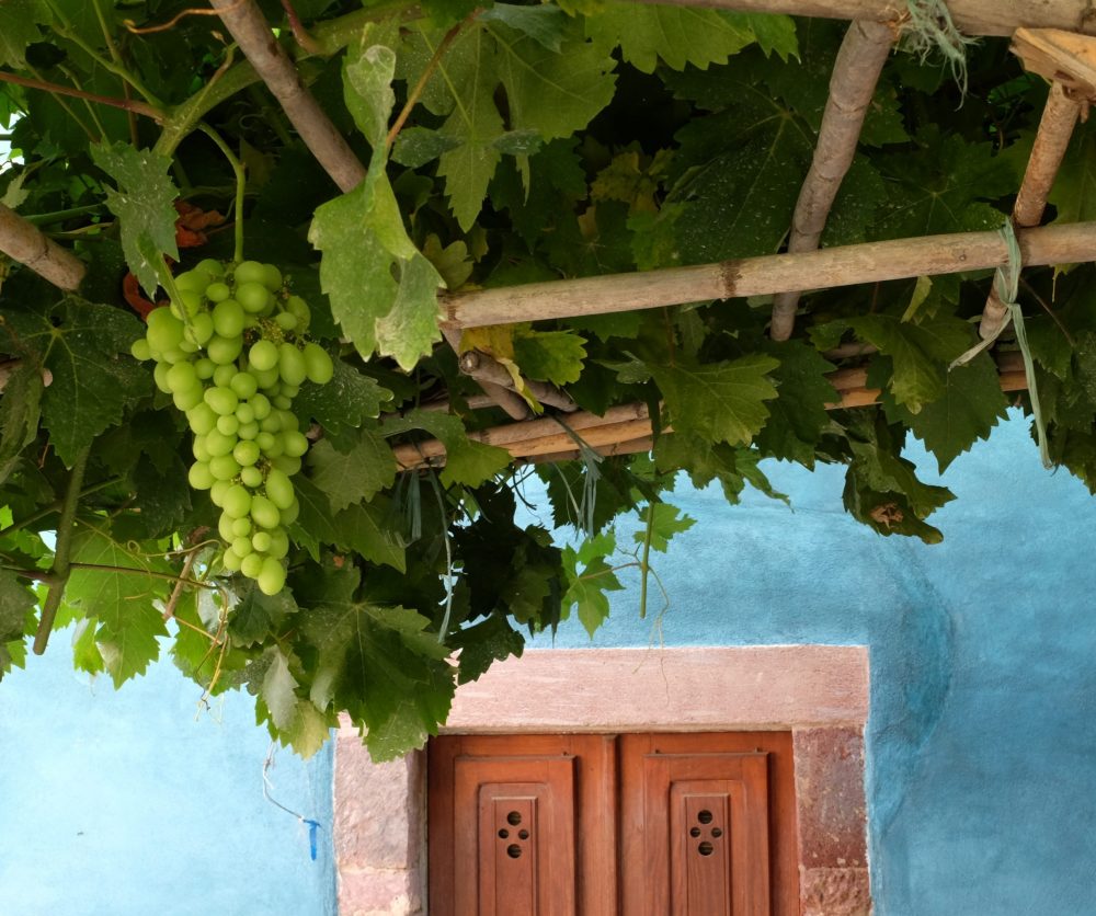 Green grapes on a vine growing on top of a trellis in front of a blue wall.