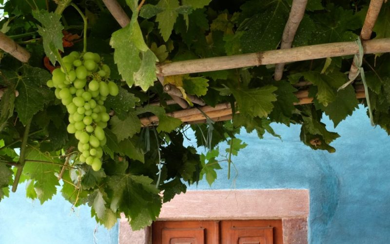 Green grapes on a vine growing on top of a trellis in front of a blue wall.